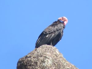 Perched Condor