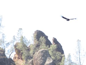 Gliding Condor