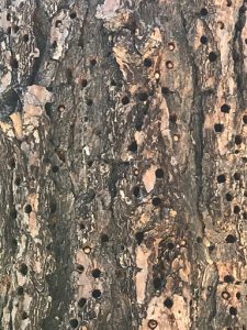 Pine tree studded with woodpecker holes stuffed with acorns